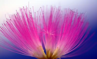 Bloom, pink flower, pollen