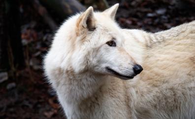 White predator, wolf, animal