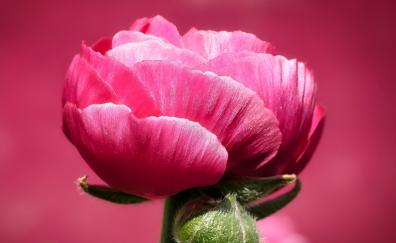 Macro, flower, pink poppy