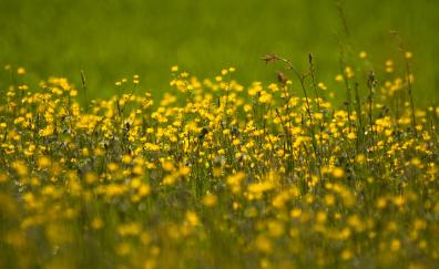 Buttercup, flowers field, yellow, meadow, plants