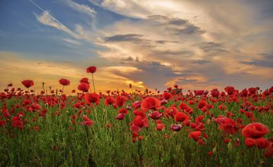 Sunset, poppy, field, flowers, red