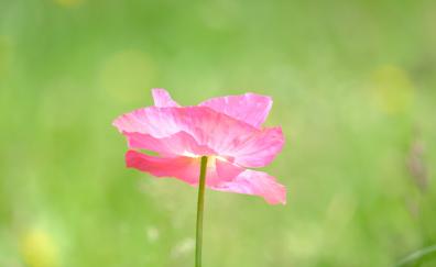 Poppy, a pink flower close up, summer