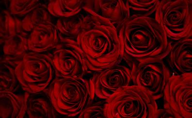Dark, red roses, decorative