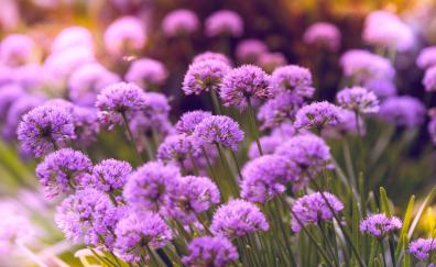 Purple flowers, wild flowers, spring, meadow, nature