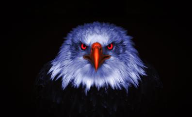 Eagle, Raptor, red eyes, close up