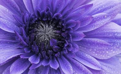 Violet flower, bloom, macro
