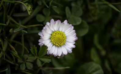 White flower, daisy, portrait