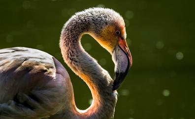 Flamingo, bird, portrait, neck and beak, muzzle