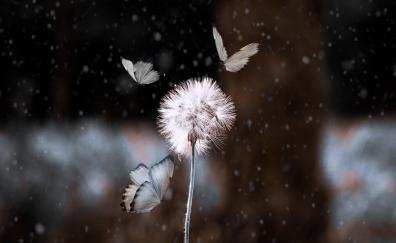 Bokeh, dandelion and butterfly, blur