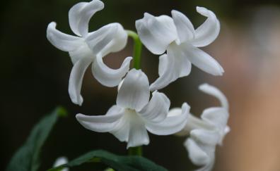Hyacinth, white flowers, close up, bloom