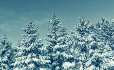 Winter, trees, blue, sunny day