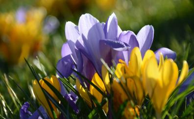 Yellow, purple, crocus, flowers, spring, close up