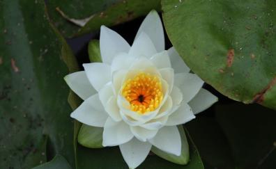 White flower, water lily, bloom, flower