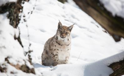 Snow, outdoor, wild cat, Lynx