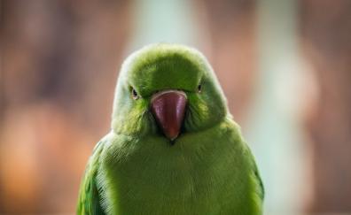 Close up, green parrot, beautiful