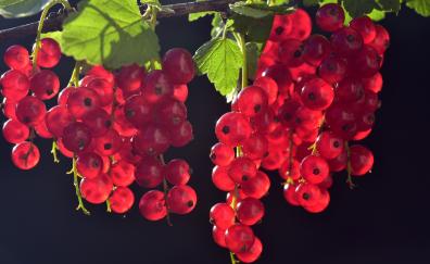 Currants, red fruits, close up, fresh