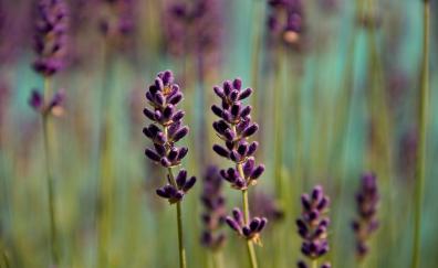 Violet, blur, Lavender, flowers, meadow
