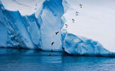 Penguin jump, glacier, ice winter, nature