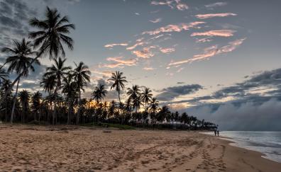 Sunset, beach, palm tree, sky