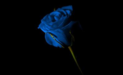 Portrait of blue rose, beautiful flower, dark