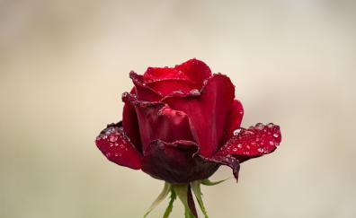 Red Rose, water drops, bud