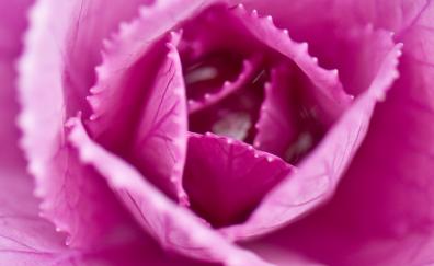 Pink flower, cabbage, close up