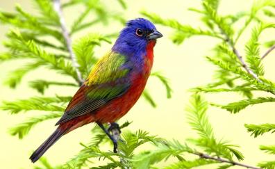 Colorful bird, exotic