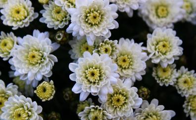 White, Chrysanthemum, flowers