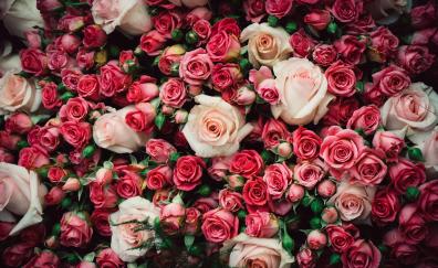 Fresh roses, pink, decoration