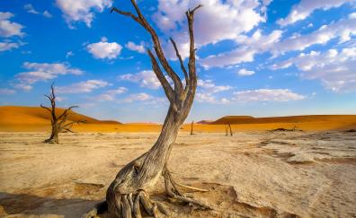 Dry tree, sunny day, white clouds, landscape