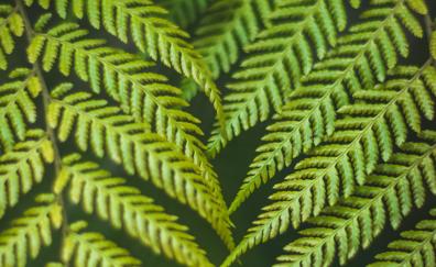 Green, fern, branches, leaves