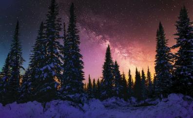Winter, beautiful night, forest, galaxy, nature