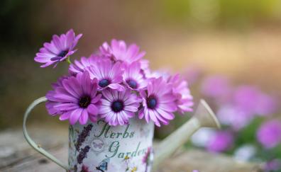 Purple flowers, flower pot