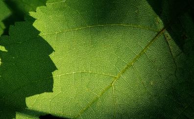 Macro, green leaf, veins