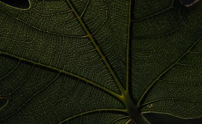 Macro, veins, green leaf