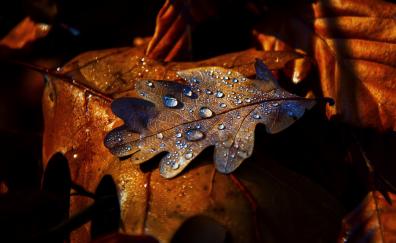 Leaf, drops, autumn, close up