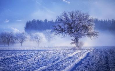 Trees, winter, forest, landscape