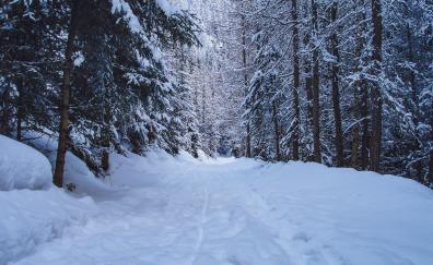 Walking path, winter, tree, forest, nature
