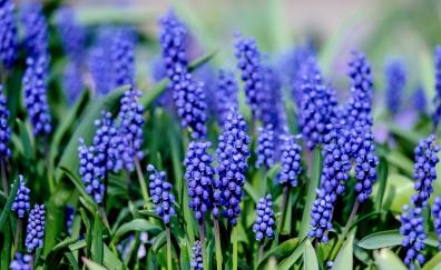 Muscari, hyacinth, blue flowers, bloom