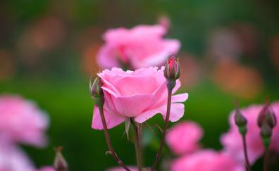 Rose, flowers, bloom, bud, pink, portrait