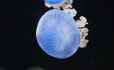 Underwater, blue glow, shine, jellyfish