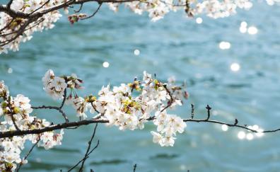 Cherry blossom, Japan, White flowers, blossom