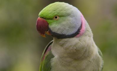 Close up, bird, parrot