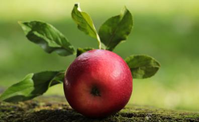Apple, fruit, close up