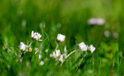 Daisy, buds, grass, meadow, spring
