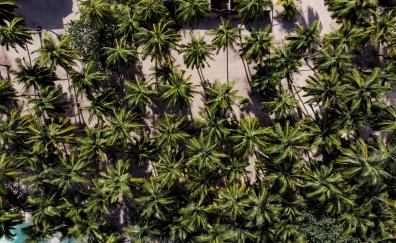 Aerial shot, palm trees, nature