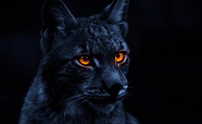 Yellow eye cat, lynx