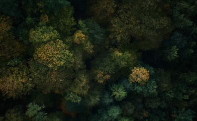 Dense forest, green trees, nature, aerial view