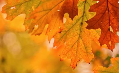 Foliage, autumn, close up, maple leaf