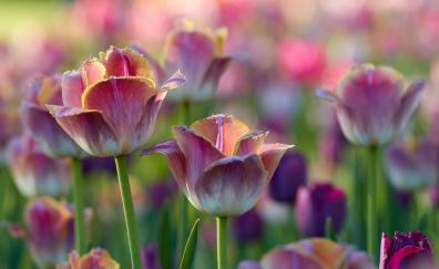 Tulips flowers, pink-white, flowerbed